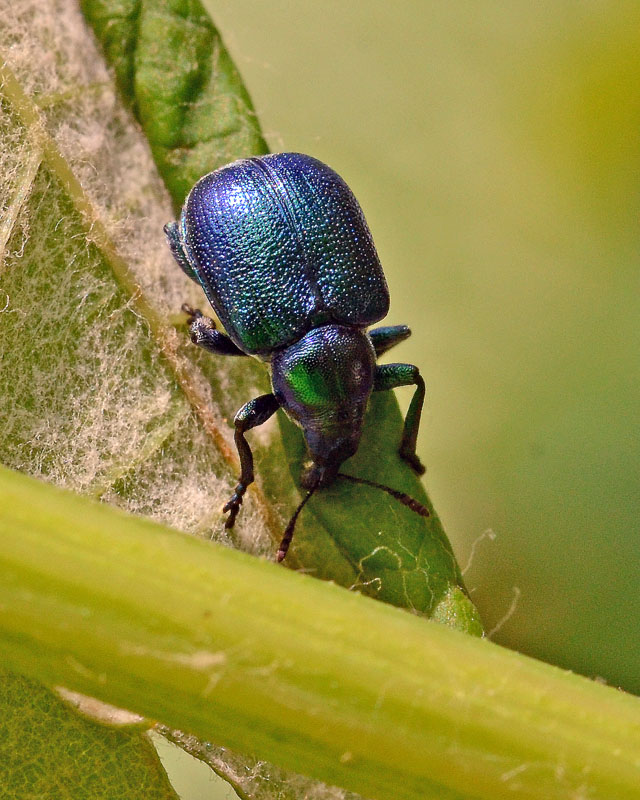 Byctiscus betulae all'' opera